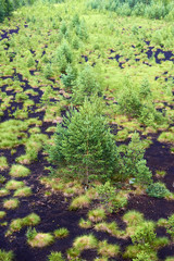  Soumarske raseliniste (moor), Sumava national park (Bohemian forest) in Czech Republic