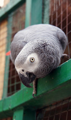 Obraz premium Peekaboo