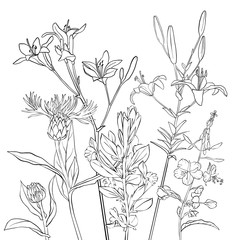vector drawing flowers