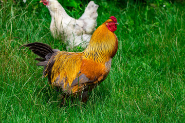 hen and green grass - free range chicken - one