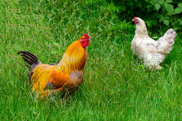 hen and green grass - free range chicken - one