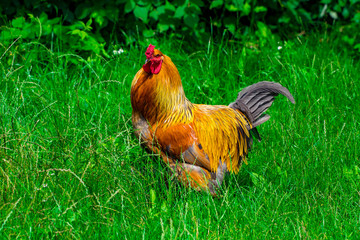 hen and green grass - free range chicken - one