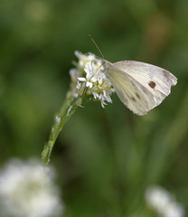 Motyl bielinek kapsutnik (Pieris brassicae - nazwa łacińska)) siedzi na białym kwiatku, spożywa nektar, makro, tło rozmyte