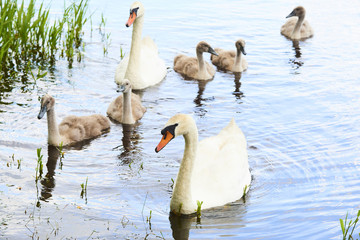 Fototapeta premium Swans family floating on the lake at sunset. Swans with nestlings. Swan with chicks. 