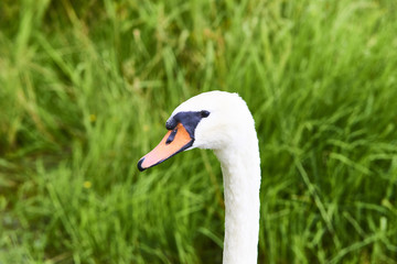  Portrait of white swan on the water lake against green grass background