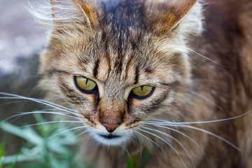 domestic cat staring at the camera, close up