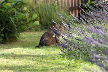 Small gray striped European Shorthair hunting for a butterfly
