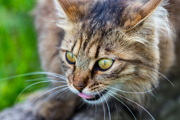 domestic cat staring at the camera, close up