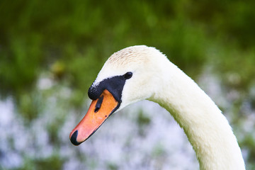  Close up portrait of white swan on the water lake with blue water surface background
