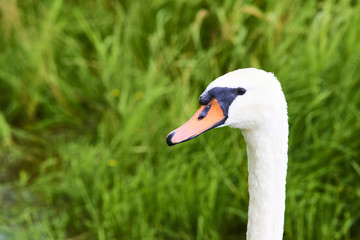  Portrait of white swan on the water lake against green grass background