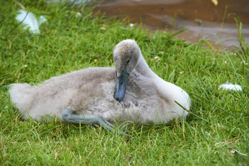 Swan baby chick (cygnet)