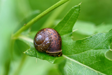 snail on a green leaf