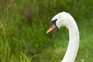  Portrait of white swan on the water lake against green grass background