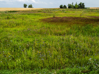 Meadow flowers, Ryazan region, Russia