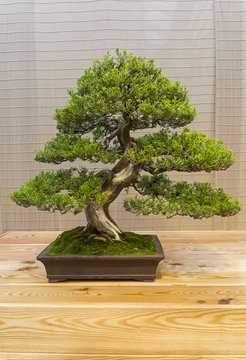 Bonsai tree  - Chinese juniper.