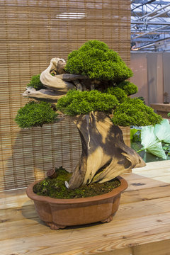 Bonsai tree  - Chinese juniper.