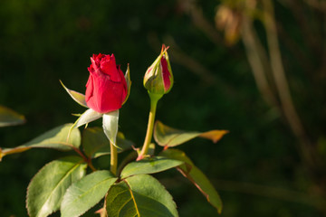 Two red buds of rose in garden