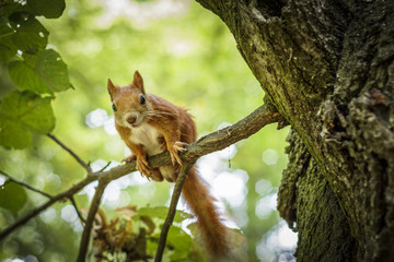 Cute Hungry Squirrel - Lazienki Park of Warsaw