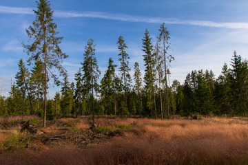autumn forest lit by warm light