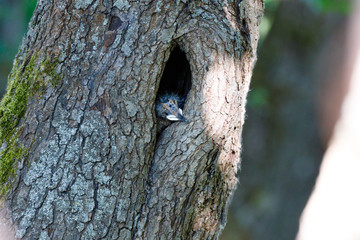 Obraz premium Upupa epops. The nest of the Hoopoe in nature.