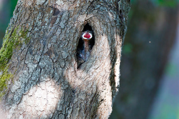 Upupa epops. The nest of the Hoopoe in nature. © fotoparus