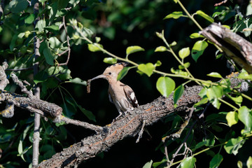 Hoopoe (Upupa epops)