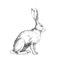 Vector vintage illustration of sitting hare isolated on white. Hand drawn rabbit in engraving style. Animal sketch - obrazy, fototapety, plakaty