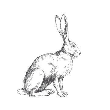 Vector vintage illustration of sitting hare isolated on white. Hand drawn rabbit in engraving style. Animal sketch