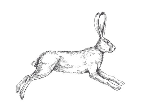 Vector vintage illustration of running hare isolated on white. Hand drawn jumping rabbit in engraving style