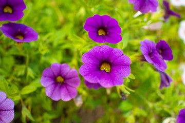 Flower / Blume / Summer