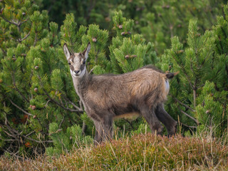 Young Alpine Chamois (Rupicapra rupicapra), in the mountain pine forest