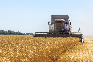 Harvester machine to harvest wheat field working. Combine harvester agriculture machine harvesting golden ripe wheat field. Agriculture
