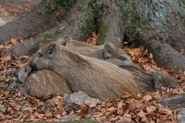 Young Wild boars (Sus scrofa) sleep in the forest