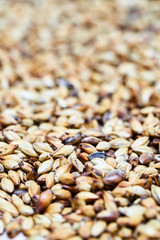 Obraz premium Barley malt - Castel Malting of the type, used for the production of craft and home beer.