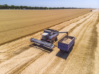 Combine harvester harvest wheat on the field. Loading in a truck. Aerial view.