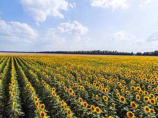 Fototapeta na wymiar Field with sunflowers on a summer sunny day. Aerial view.