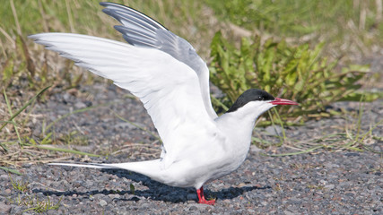 Artic tern on Iceland latrabjarg.