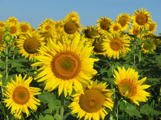 Sunflowers field and clear blue sky. Blooming sunflowers in summer