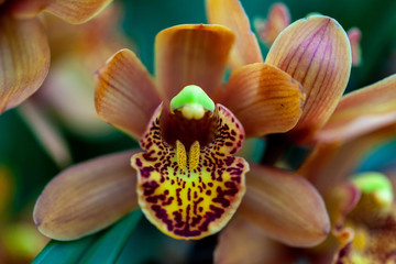 Closeup of a bright brown and colourful cymbidium orchid