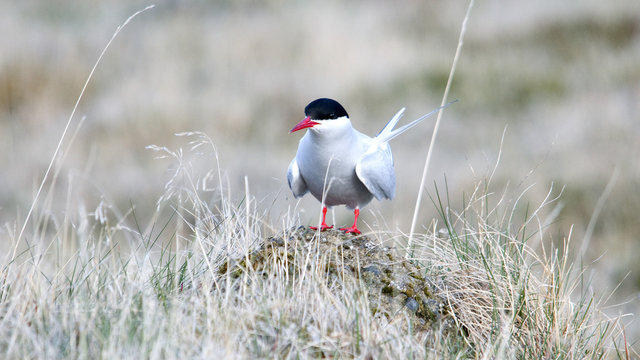 Artic tern on Iceland latrabjarg.