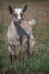 Funny brown beautiful goatling in the field with straws