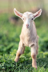 Little lovely young goatling with soft sandy color fur standing on the green grass