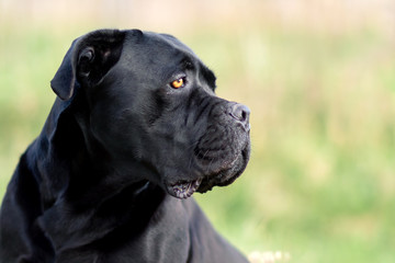 Black cane corso dog and his guard look to the meadow