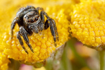 Jumping spider sticked with yellow pollen on the  yellow flower
