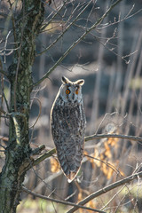 Long-eared Owl (Asio otus) in the forest
