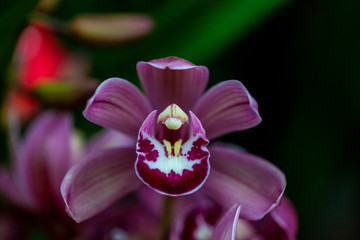 Closeup of a bright purple cymbidium orchid