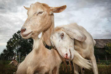 Two snuggle up goats