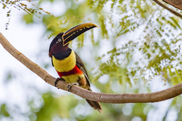 Colorful bird of big beak on tree branch