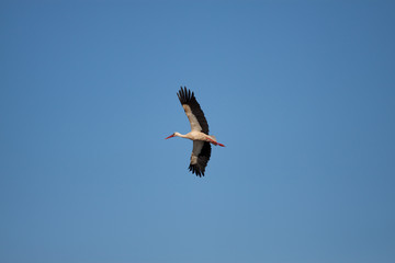 Storch fliegt hoch am Himmel