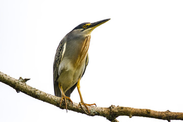 Brazilian bird on branch on white background